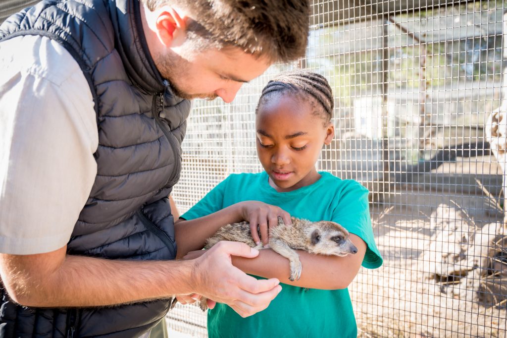 adult and child looking at at meerkat